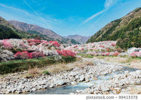 阿智村、長野月川溫泉、花桃之鄉的絕景 99413378