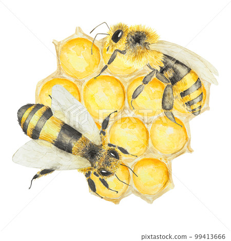 Watercolor hand drawn bees and honey isolated on white background 99413666