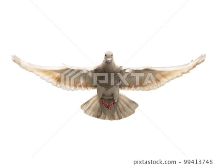 full body of homing pigeon flying isolated white background full body of homing pigeon flying isolated white background 99413748