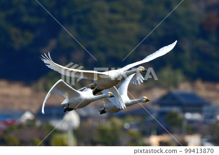 苔原天鵝,一種大型的白色野鳥,冬天來到湖邊和稻田等海濱 苔原天鵝,一種大型的白色野鳥,冬天來到湖邊和稻田等海濱 99413870