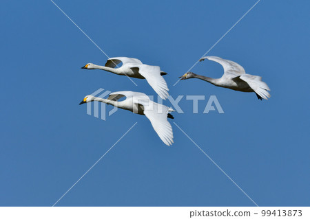Tundra swan, a large, white wild bird that comes to the waterfront in winter, such as lakes and rice fields 99413873