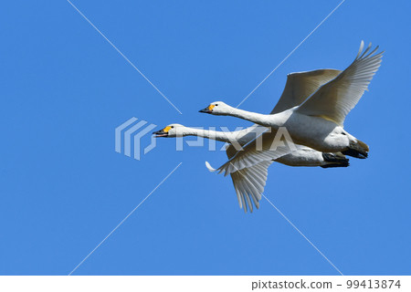 Tundra swan, a large, white wild bird that comes to the waterfront in winter, such as lakes and rice fields Tundra swan, a large, white wild bird that comes to the waterfront in winter, such as lakes and rice fields 99413874