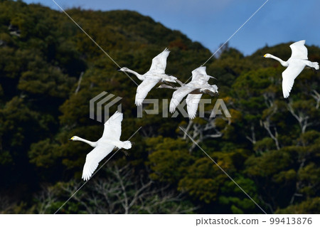Tundra swan, a large, white wild bird that comes to the waterfront in winter, such as lakes and rice fields Tundra swan, a large, white wild bird that comes to the waterfront in winter, such as lakes and rice fields 99413876