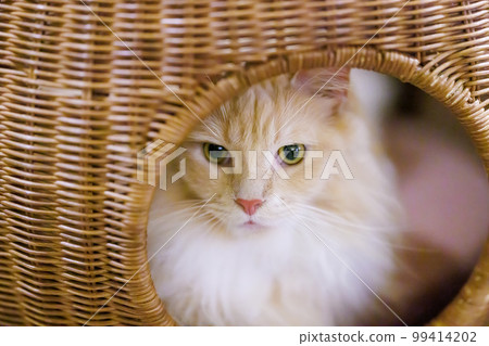 Cat Cafe Cat Cafe 99414202