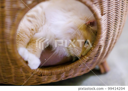 Cat Cafe Cat Cafe 99414204