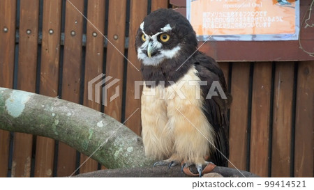 [山口縣]秋吉台野生動物園動物接觸廣場的動物 99414521