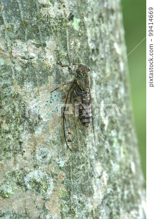 ツクツクボウシ ツクツクボウシ 99414669