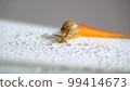 Snail passing by while eating on a carrot 99414673