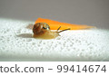 Snail with Carrots 99414674