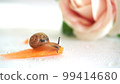 A snail with a background of roses 99414680