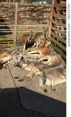 [Yamaguchi Prefecture] Kangaroos at the Animal Contact Square in Akiyoshidai Safari Land 99414704