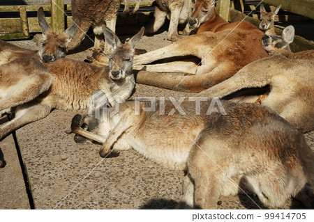[Yamaguchi Prefecture] Kangaroos at the Animal Contact Square in Akiyoshidai Safari Land 99414705