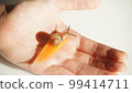 Snail eating a carrot on the palm 99414711