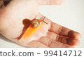 Snail eating a carrot on the palm 99414712