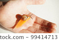 Snail eating a carrot on the palm 99414713