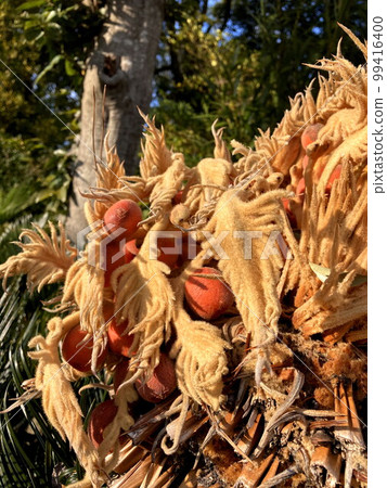 Cycads Cycads 99416400