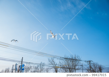 Cranes of Tsurui village 99417015