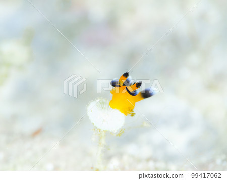 Udefuritsunozayaudibranch（暱稱：皮卡丘海參）〉 99417062