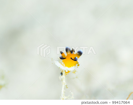 Udefuritsunozayaudibranch (nickname: Pikachu sea slug)　 99417064