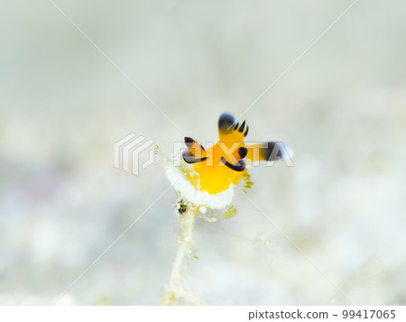 Udefuritsunozayaudibranch (nickname: Pikachu sea slug)　 99417065