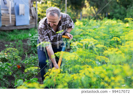 man farmer digging in his estate garden man farmer digging in his estate garden 99417072