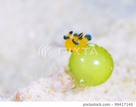 Udefuritsunozayaudibranch(暱稱:皮卡丘海參)〉 Udefuritsunozayaudibranch(暱稱:皮卡丘海參)〉 99417148