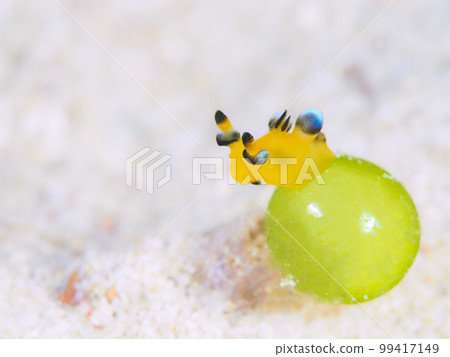 Udefuritsunozayaudibranch(暱稱:皮卡丘海參)〉 Udefuritsunozayaudibranch(暱稱:皮卡丘海參)〉 99417149