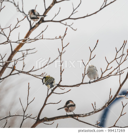 Long-tailed tit of Akan-gun Long-tailed tit of Akan-gun 99417269