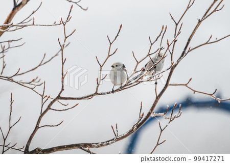 Long-tailed tit of Akan-gun 99417271