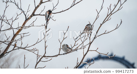 Long-tailed tit of Akan-gun Long-tailed tit of Akan-gun 99417273