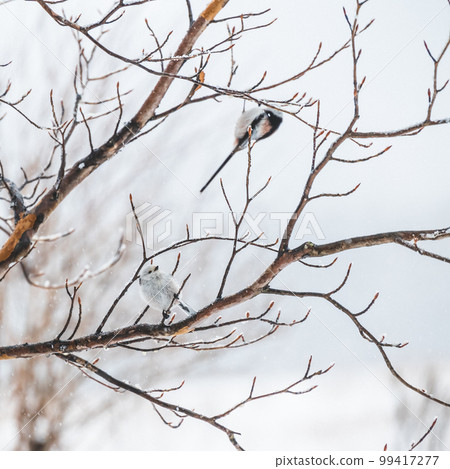 Long-tailed tit of Akan-gun 99417277