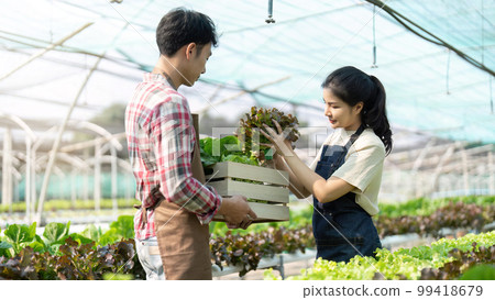 Asian young couple farmer in greenhouse hydroponic holding basket of vegetable. They are harvesting vegetables green salad Asian young couple farmer in greenhouse hydroponic holding basket of vegetable. They are harvesting vegetables green salad 99418679