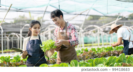 Asian woman and man farmer working together in organic hydroponic salad vegetable farm. using tablet inspect quality of lettuce in greenhouse garden Asian woman and man farmer working together in organic hydroponic salad vegetable farm. using tablet inspect quality of lettuce in greenhouse garden 99418683