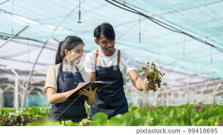 Asian woman and man farmer working together in organic hydroponic salad vegetable farm. inspect quality of lettuce in greenhouse garden Asian woman and man farmer working together in organic hydroponic salad vegetable farm. inspect quality of lettuce in greenhouse garden 99418695