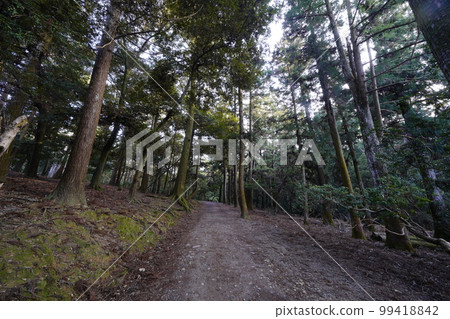 Nara Park Negi no Michi Nara Park Negi no Michi 99418842