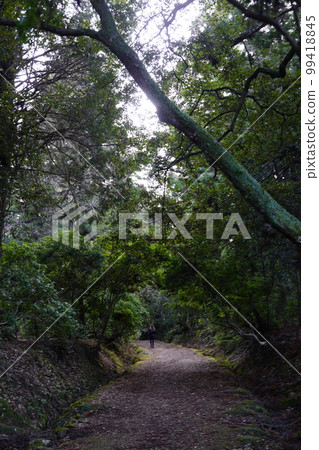 Nara Park Negi no Michi 99418845