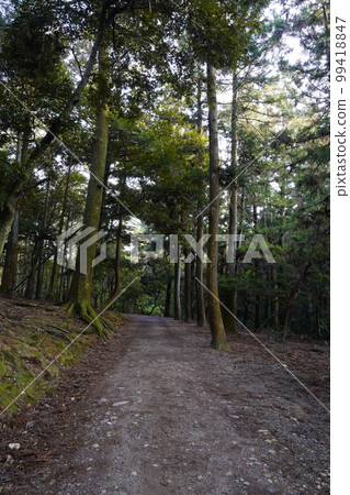 Nara Park Negi no Michi 99418847