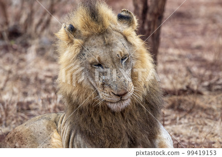 African Male Lion portrait in the Kruger Park South Africa African Male Lion portrait in the Kruger Park South Africa 99419153