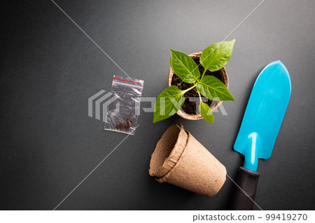 Seedlings with garden tools Seedlings with garden tools 99419270