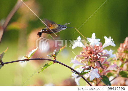 鳳雀從花中吸取花蜜 鳳雀從花中吸取花蜜 99419590