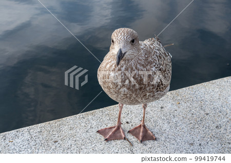 Big seagull bird close-up on concrete in Oslo Big seagull bird close-up on concrete in Oslo 99419744