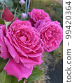 玫瑰	 99420364