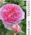 玫瑰	 99420403