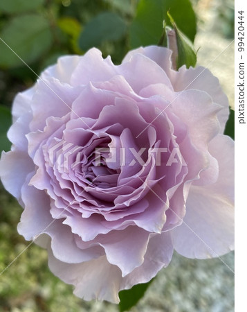 玫瑰 玫瑰 99420444