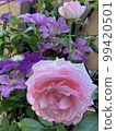 玫瑰	 99420501