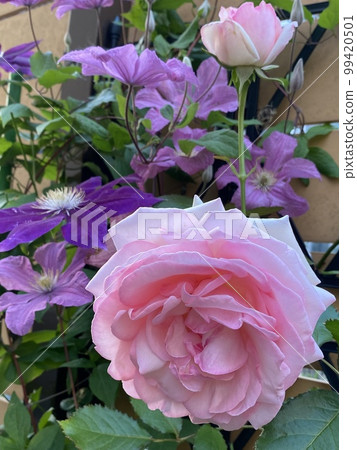 玫瑰 玫瑰 99420501