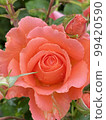 玫瑰	 99420590