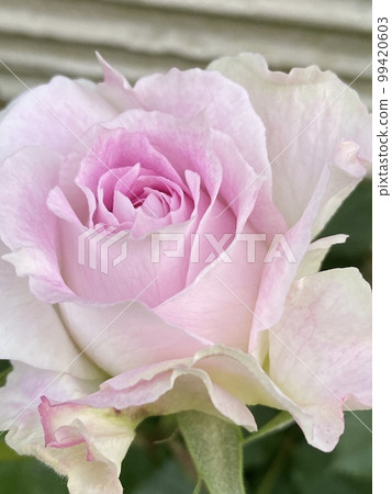 玫瑰 玫瑰 99420603