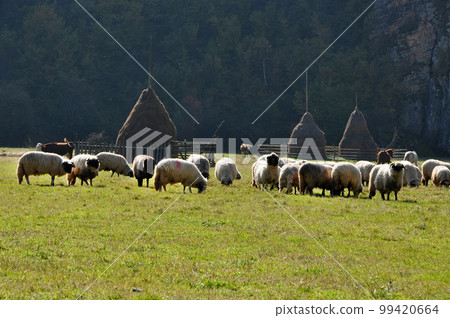 Flock of sheep grazing in a meadow at autumn Flock of sheep grazing in a meadow at autumn 99420664