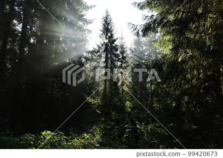Beams of morning sunlight in a deep, dark forest 99420673